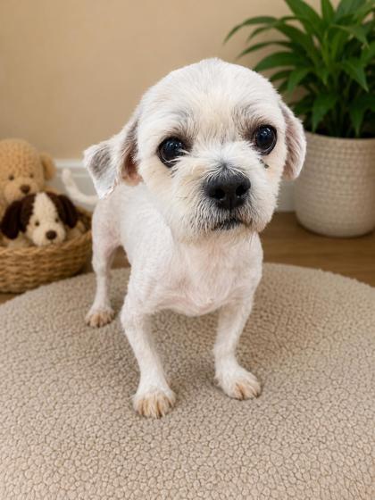 Jayden, a Adoptable Lhasa Apso in Malvern, PA image 2/2