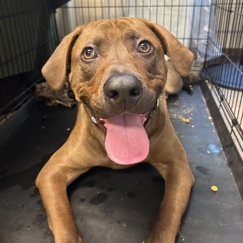 Enlarge Java, a Adoptable Labrador Retriever in Knoxville, TN image 1/1