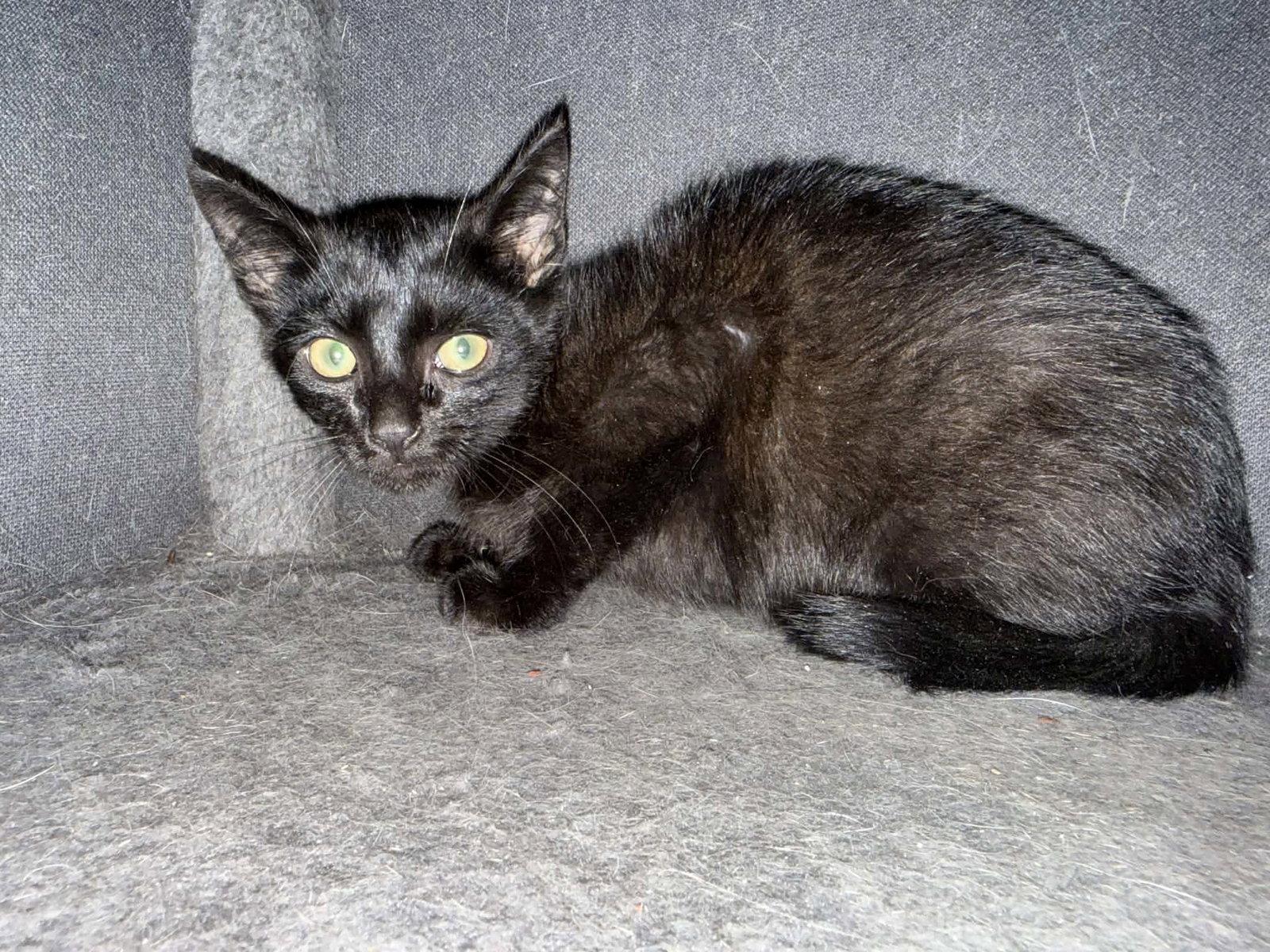 *Teriyaki Sauce, Adoptable, Kitten Male Domestic Short Hair.