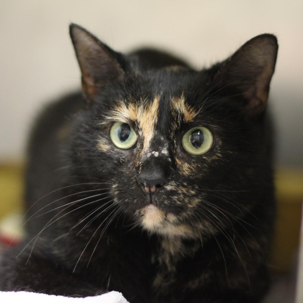 Daphne, Adoptable, Adult Female Domestic Short Hair.