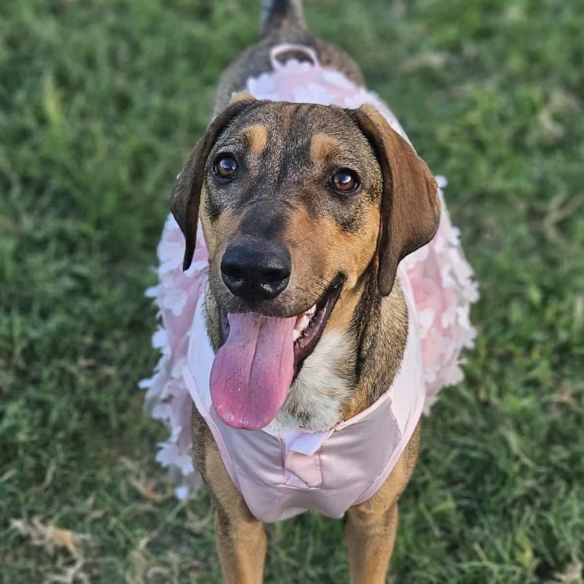 Cookie — thumbnail 5