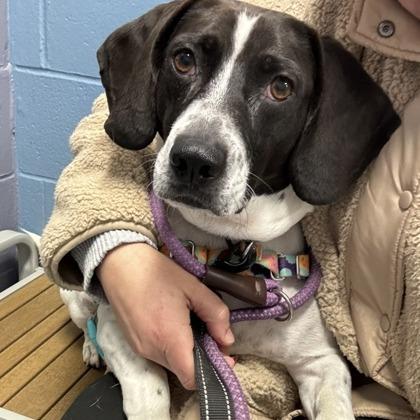 Houndini, Adoptable, Adult Male Beagle.