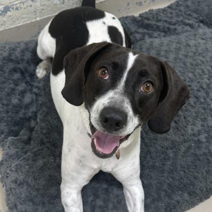 Houndini — thumbnail 2