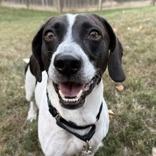 Enlarge Houndini, a Adoptable mixed breed in Indianapolis, IN image 3/3