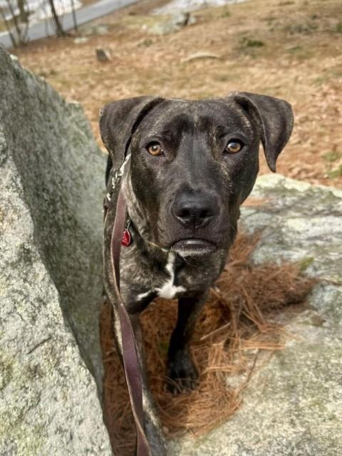 MANNY, Adoptable, Young Male Plott Hound & Mixed Breed.