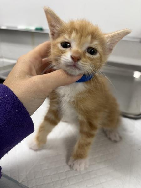 Gourd, Adoptable, Kitten Male Domestic Short Hair.
