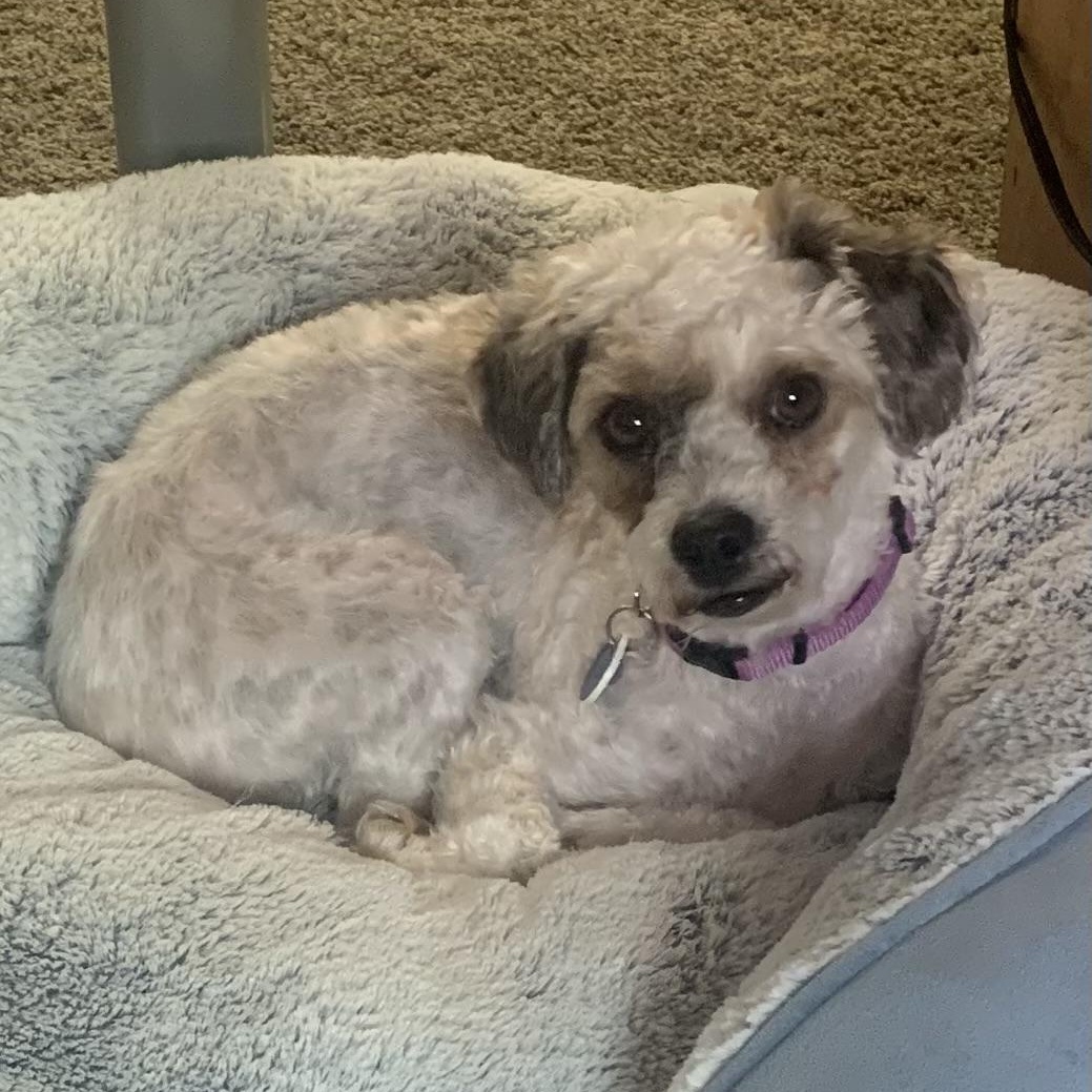 Perla, Adopted, Young Female Havanese & Poodle.