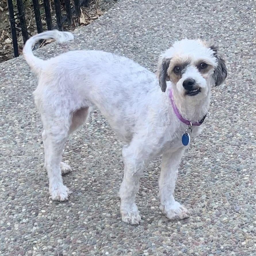 Enlarge Perla, a Adopted mixed breed in Pleasanton, CA image 3/5