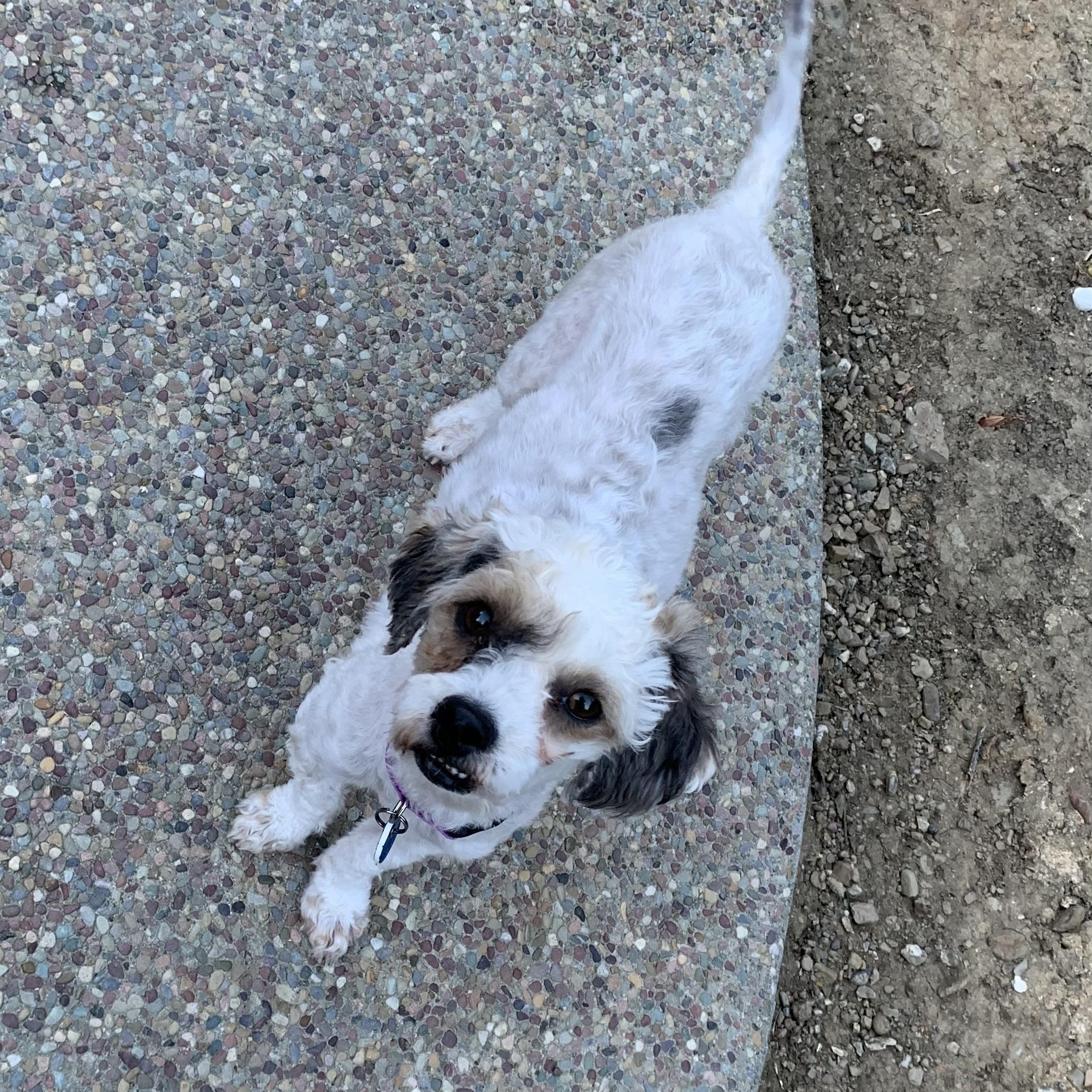 Enlarge Perla, a Adopted mixed breed in Pleasanton, CA image 5/5