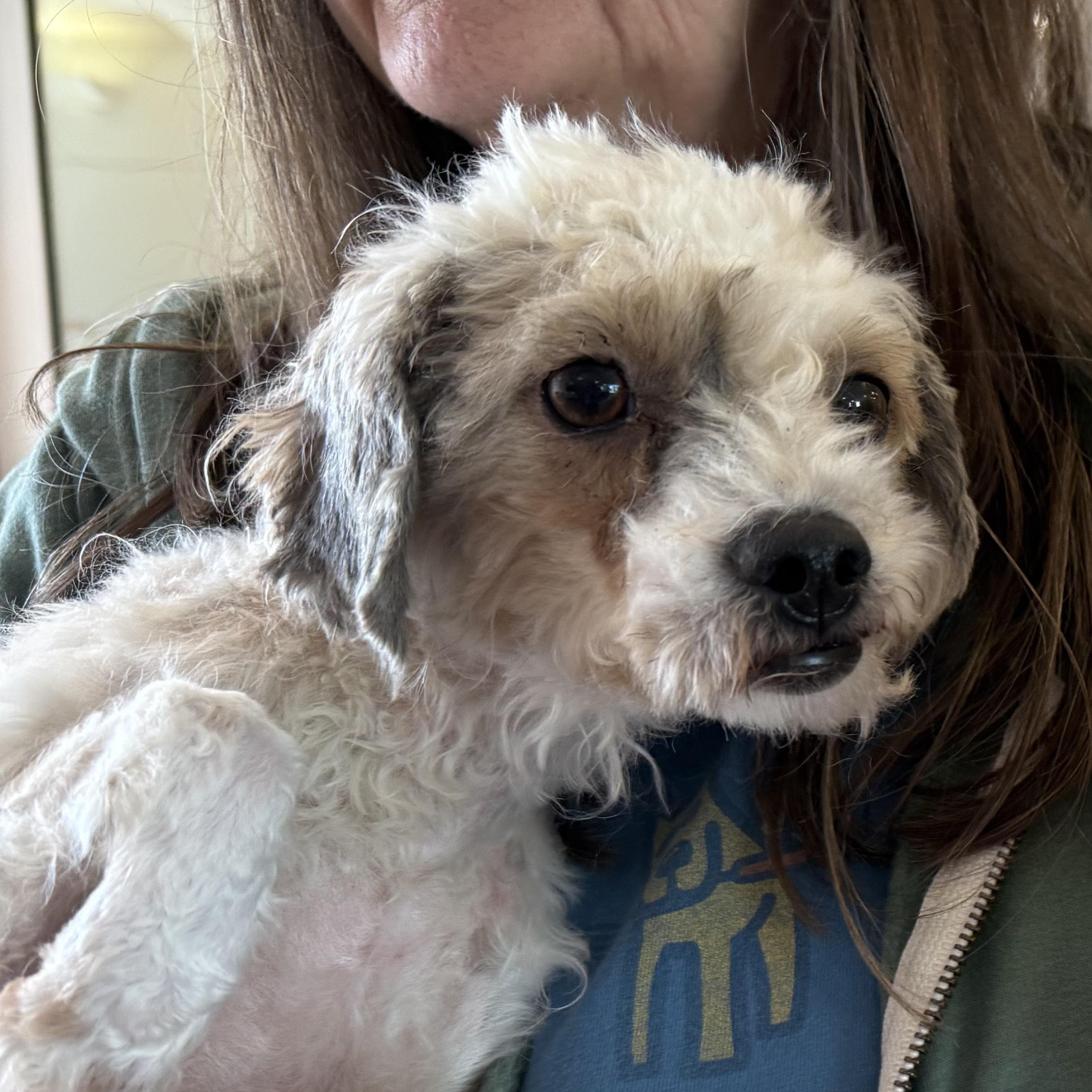 Enlarge Perla, a Adopted mixed breed in Pleasanton, CA image 2/5