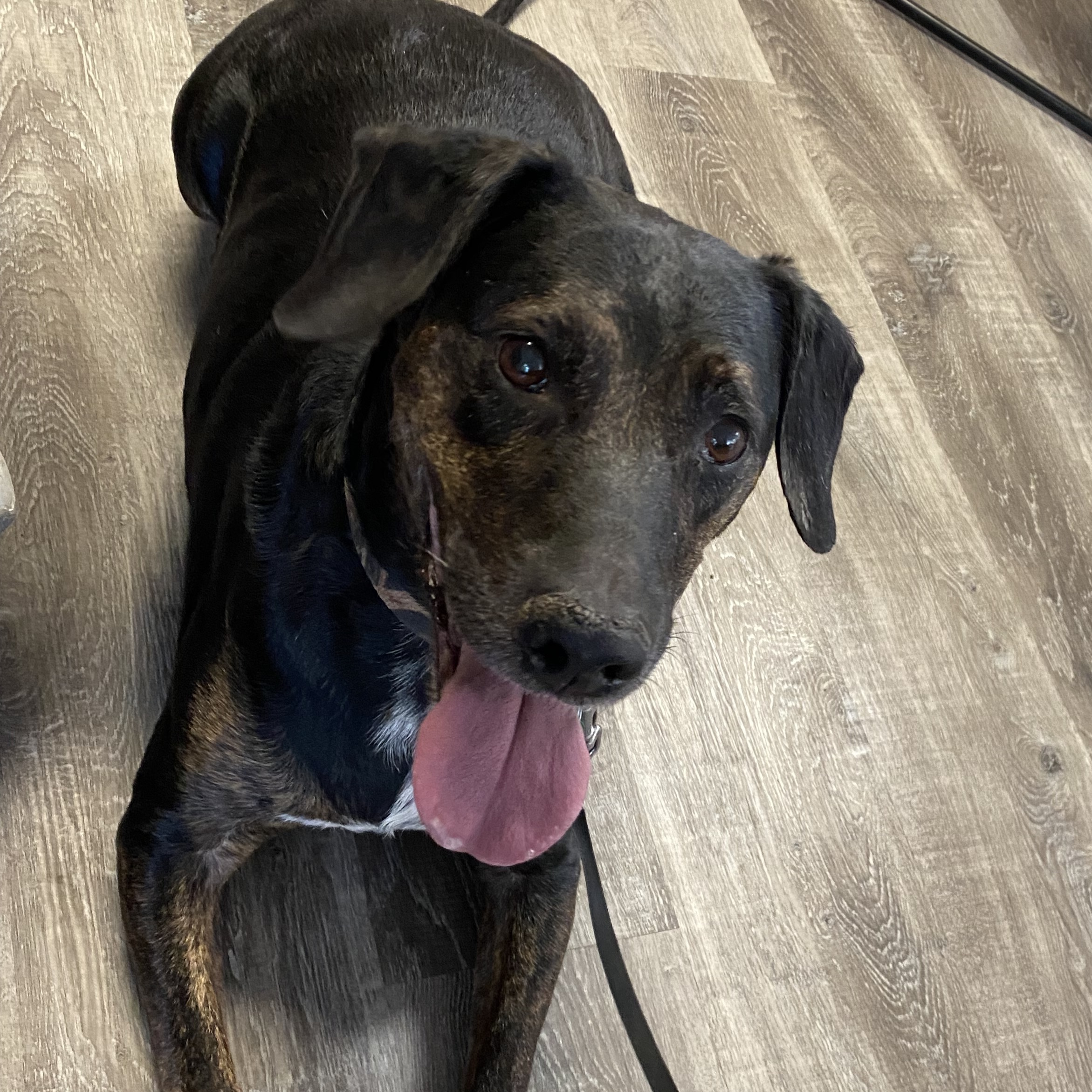 Enlarge Buster, an adoptable mixed breed in Terrace Park, OH image 4/6