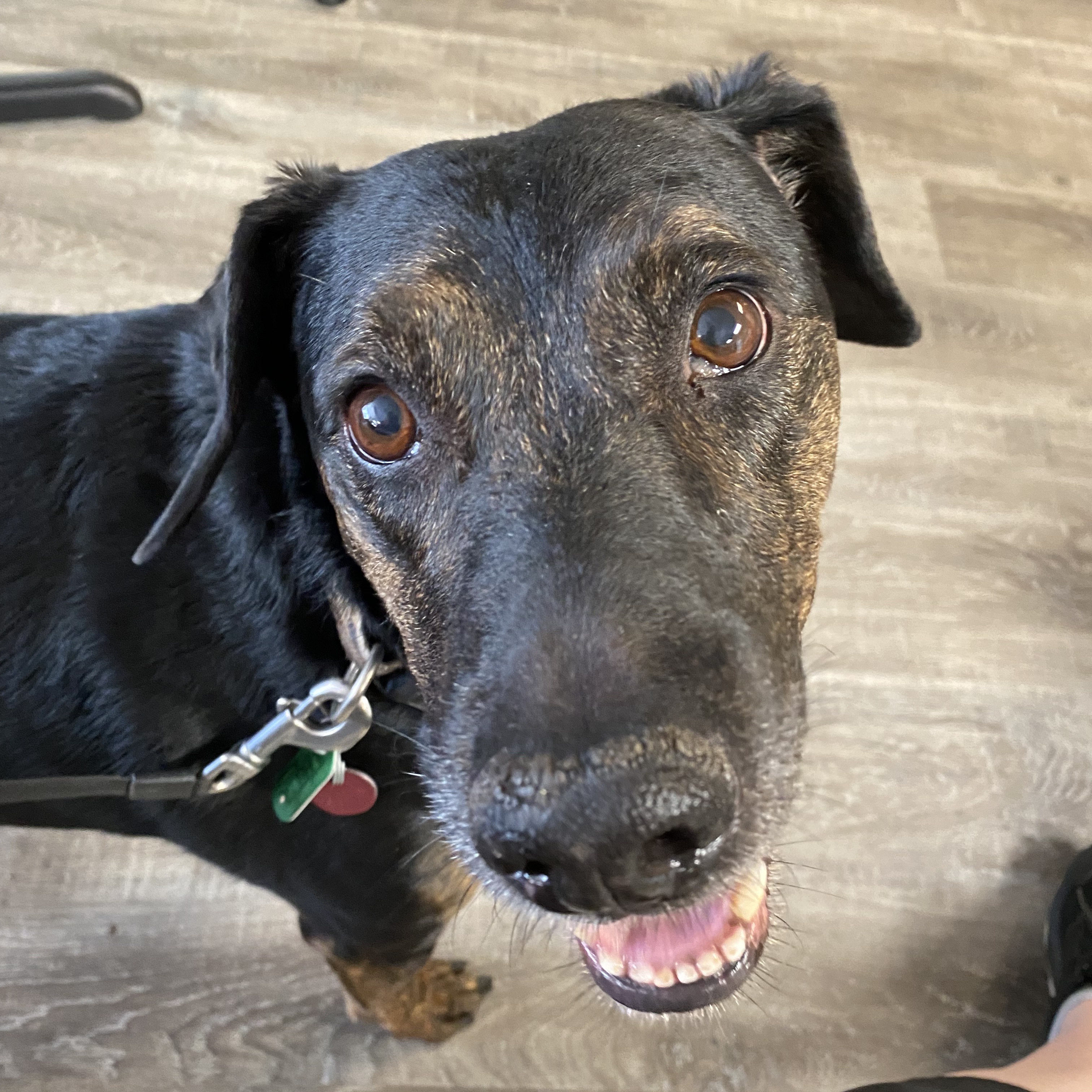 Enlarge Buster, an adoptable mixed breed in Terrace Park, OH image 2/6