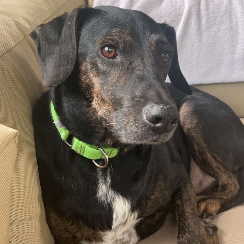 Enlarge Buster, an adoptable mixed breed in Terrace Park, OH image 1/6