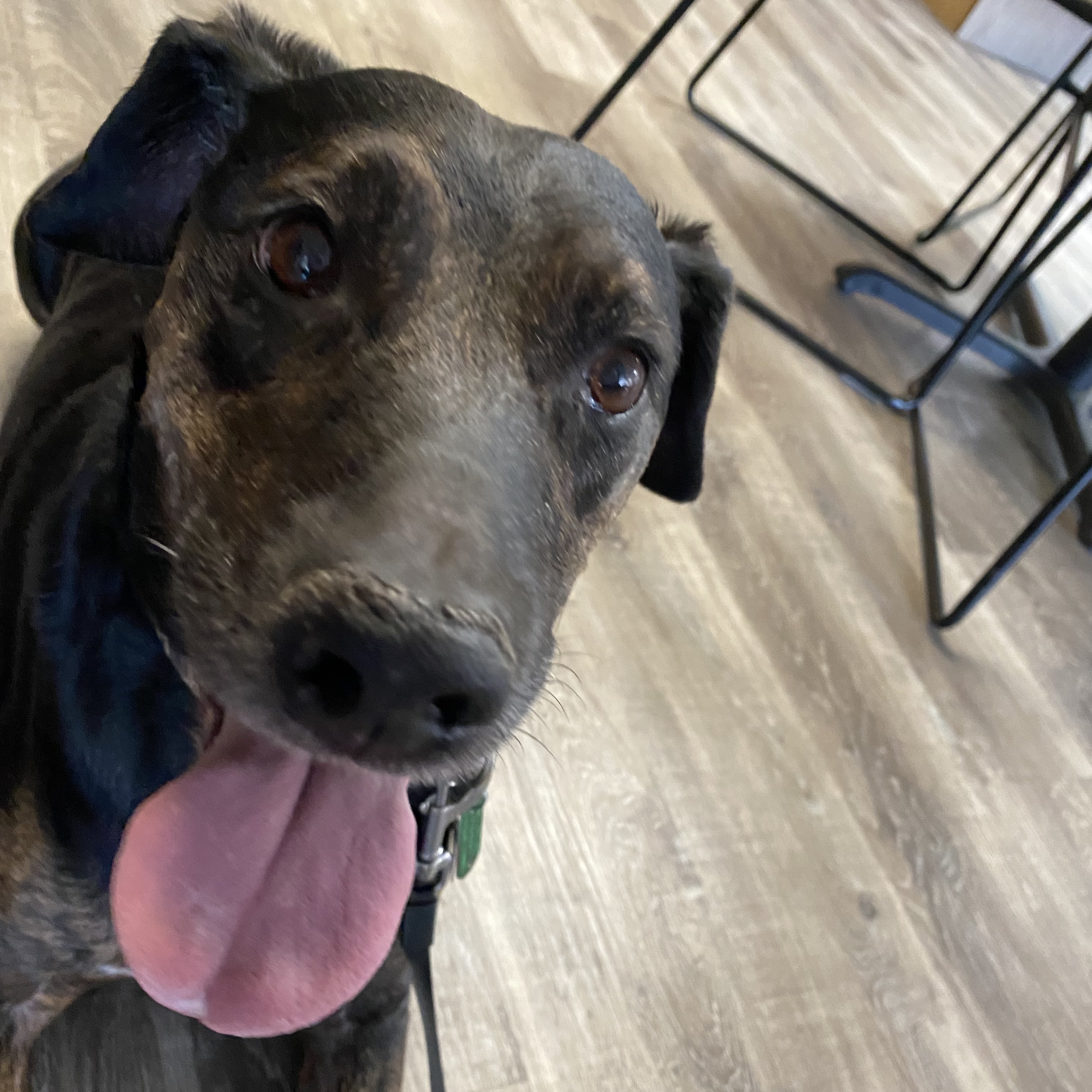 Enlarge Buster, an adoptable mixed breed in Terrace Park, OH image 6/6