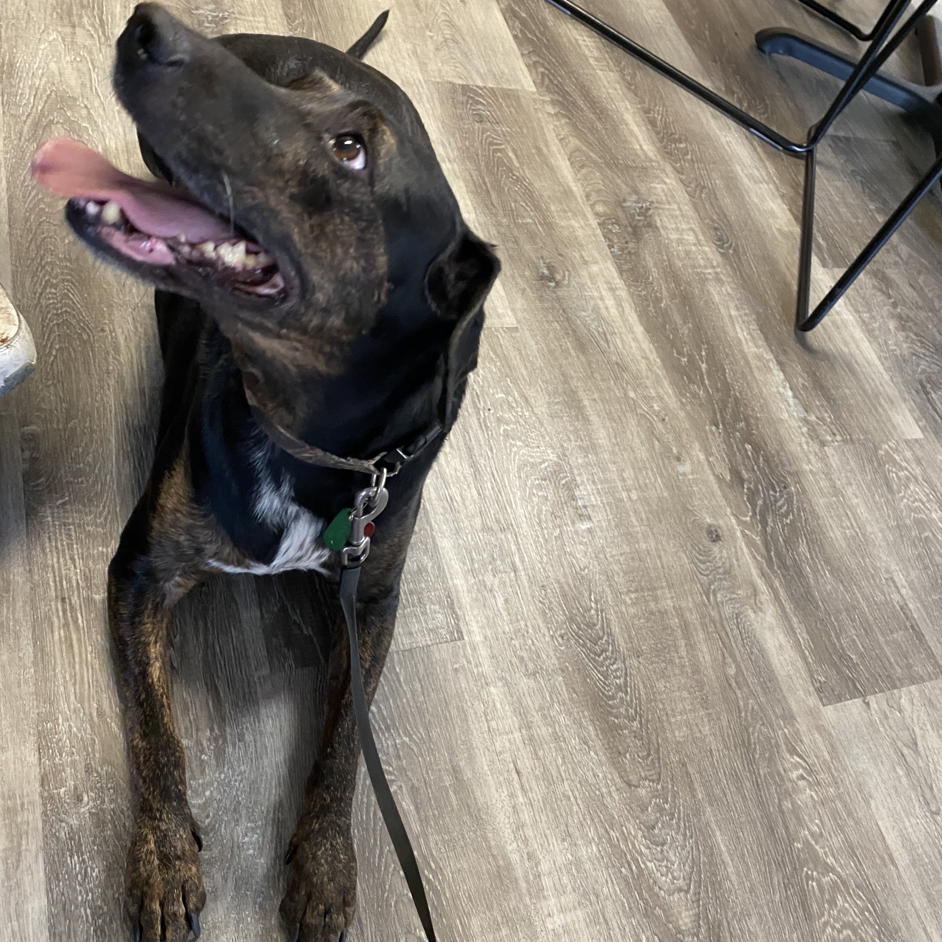 Enlarge Buster, an adoptable mixed breed in Terrace Park, OH image 5/6