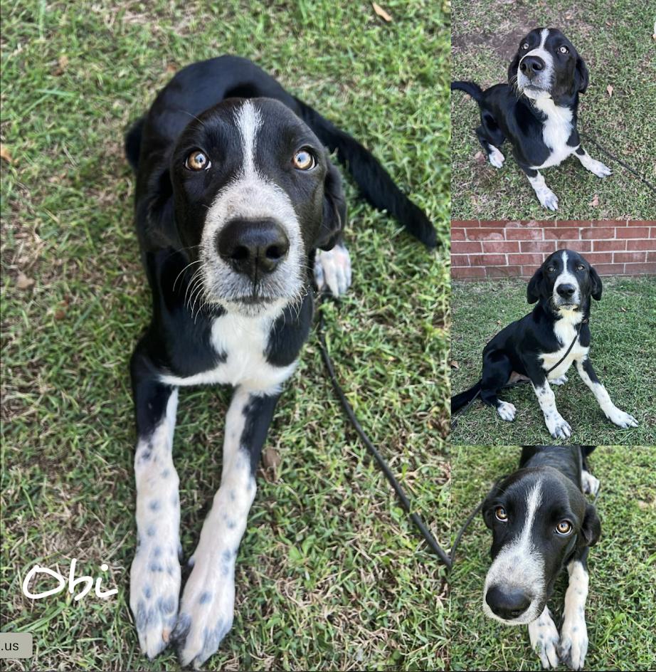 Obi **Foster Needed**