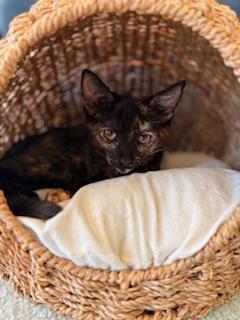 Ashlyn, Adoptable, Young Female Tortoiseshell.