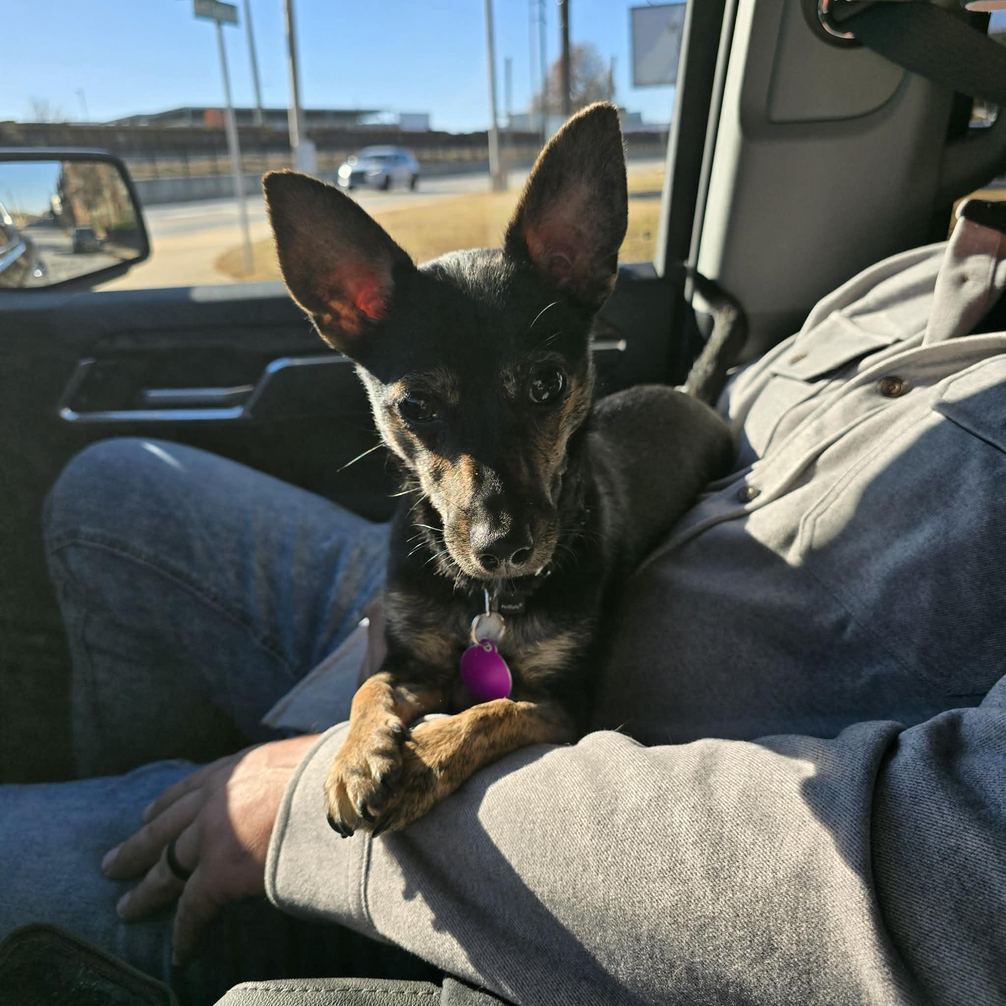 Enlarge Penelope, an adopted mixed breed in Jackson, GA image 3/5