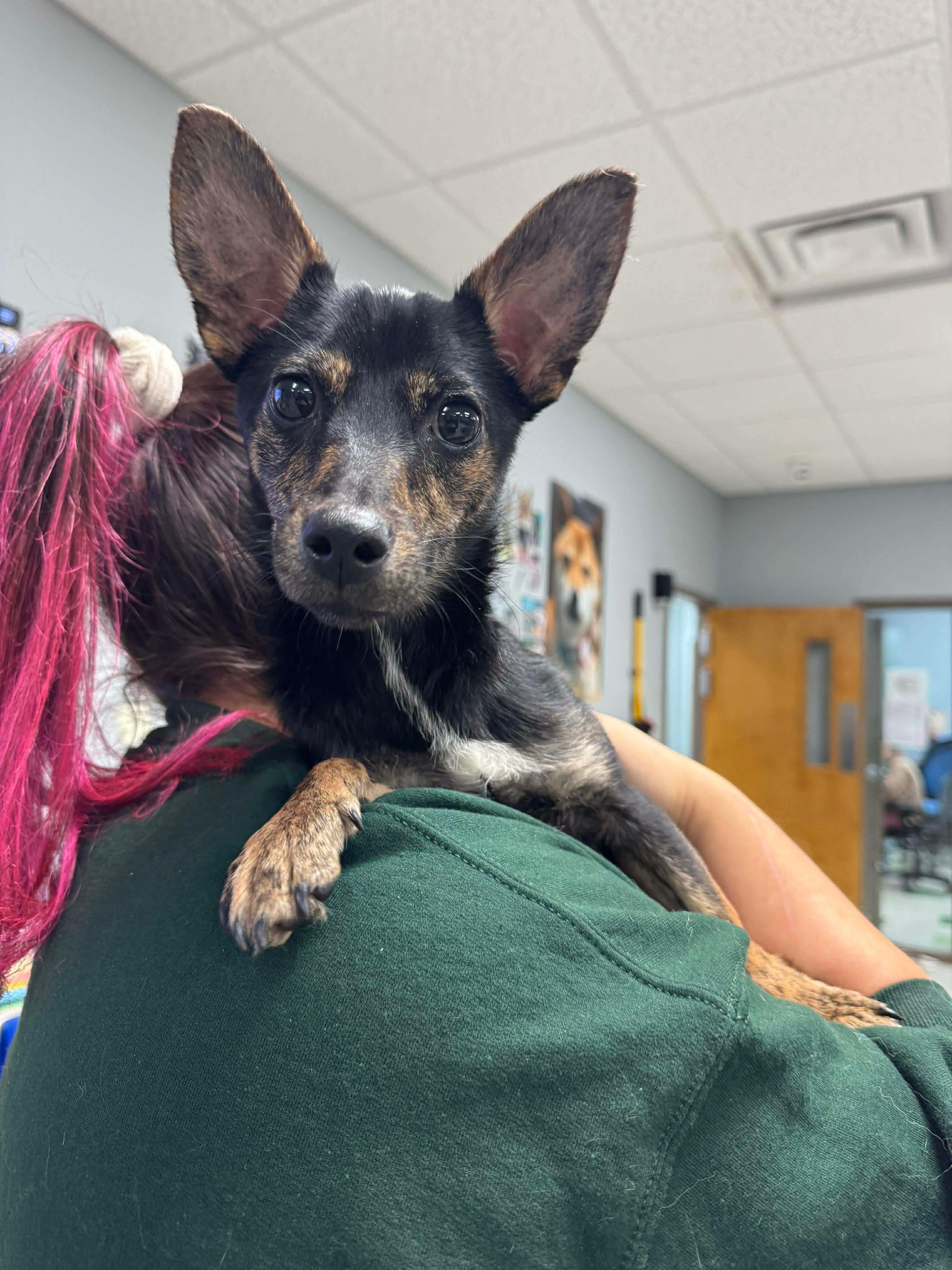 Enlarge Penelope, an adopted mixed breed in Jackson, GA image 4/5