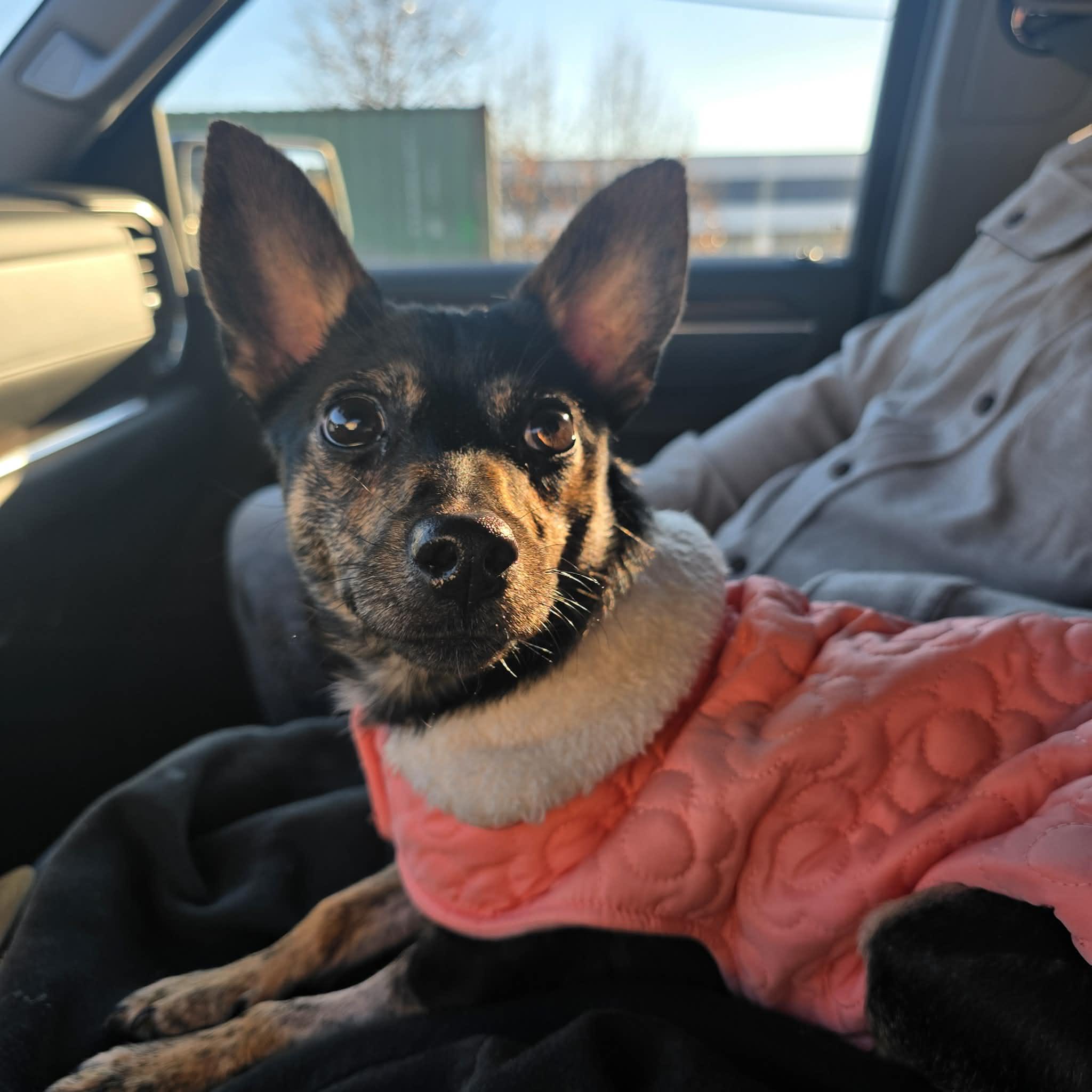 Enlarge Penelope, an adopted mixed breed in Jackson, GA image 5/5