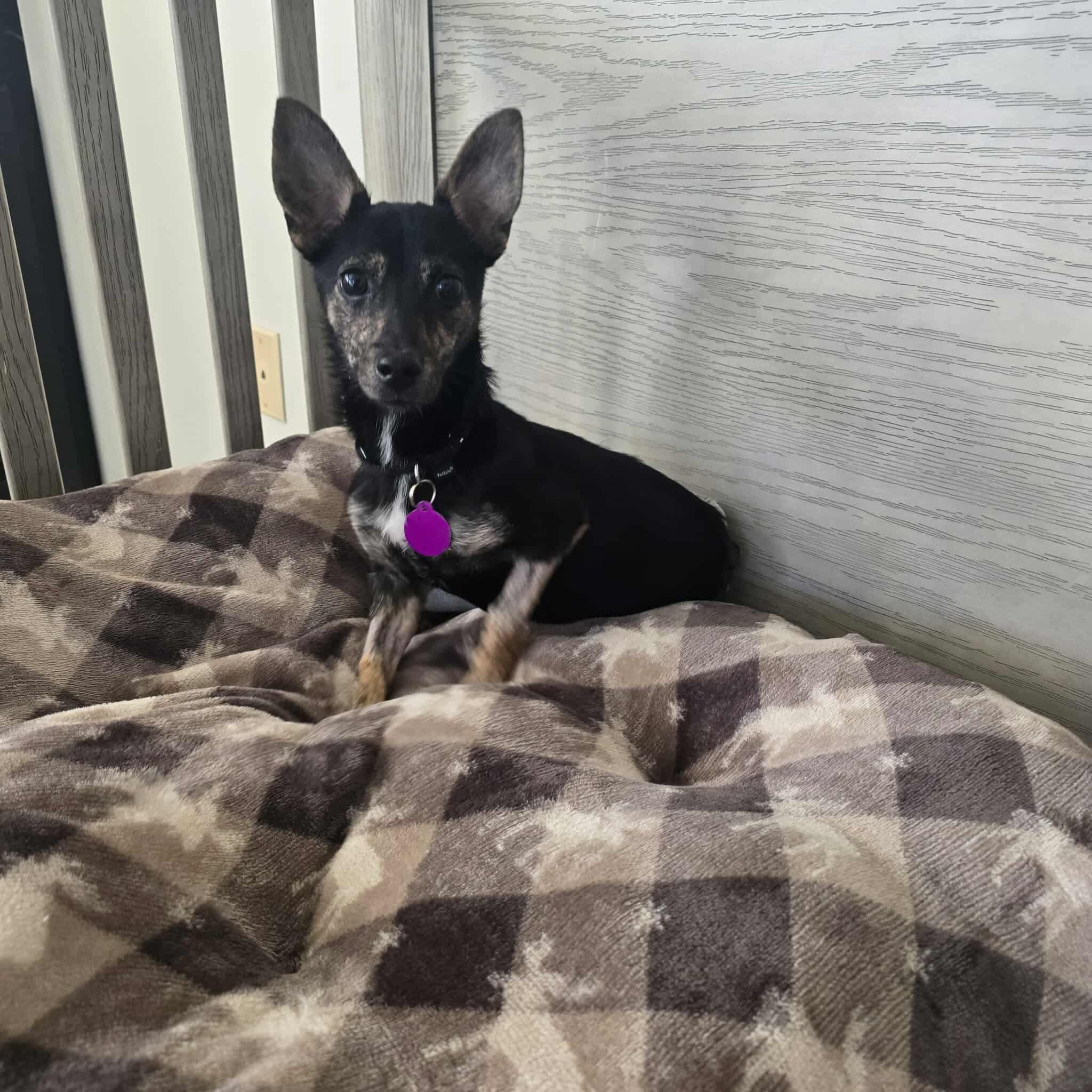 Enlarge Penelope, an adopted mixed breed in Jackson, GA image 2/5