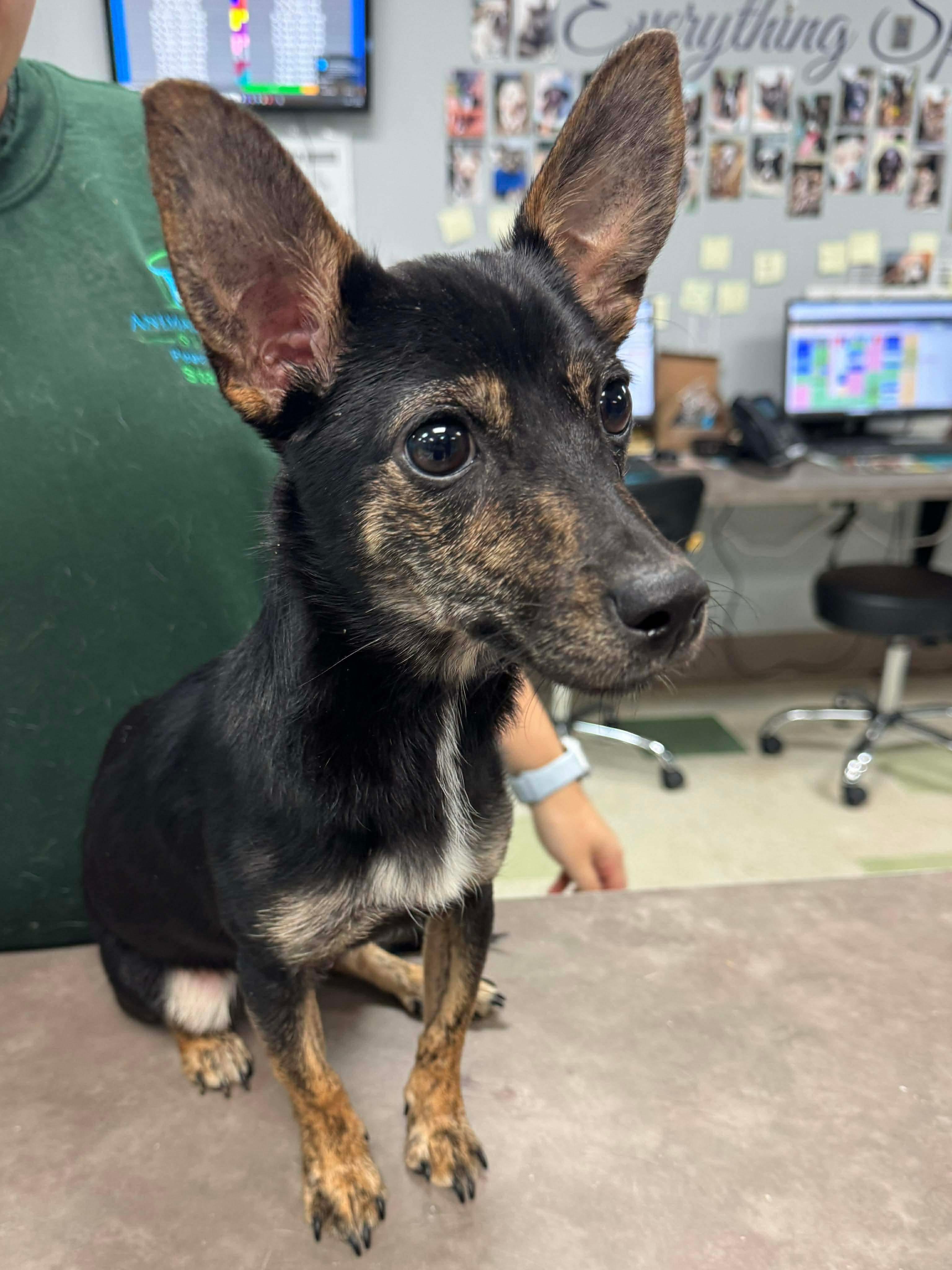 Enlarge Penelope, an adopted mixed breed in Jackson, GA image 1/5