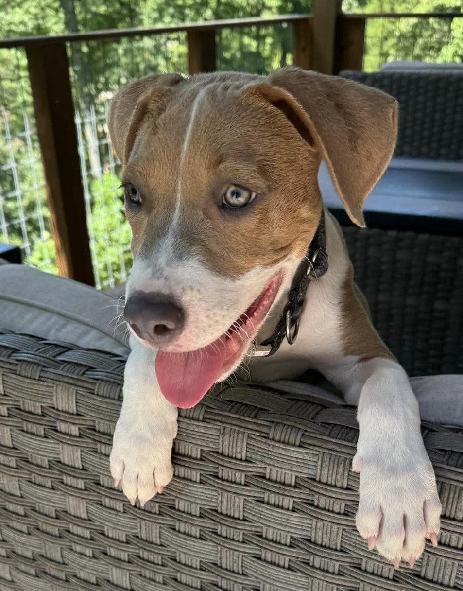 McCoy, a Adoptable Mixed Breed in Indianapolis, IN image 1/2