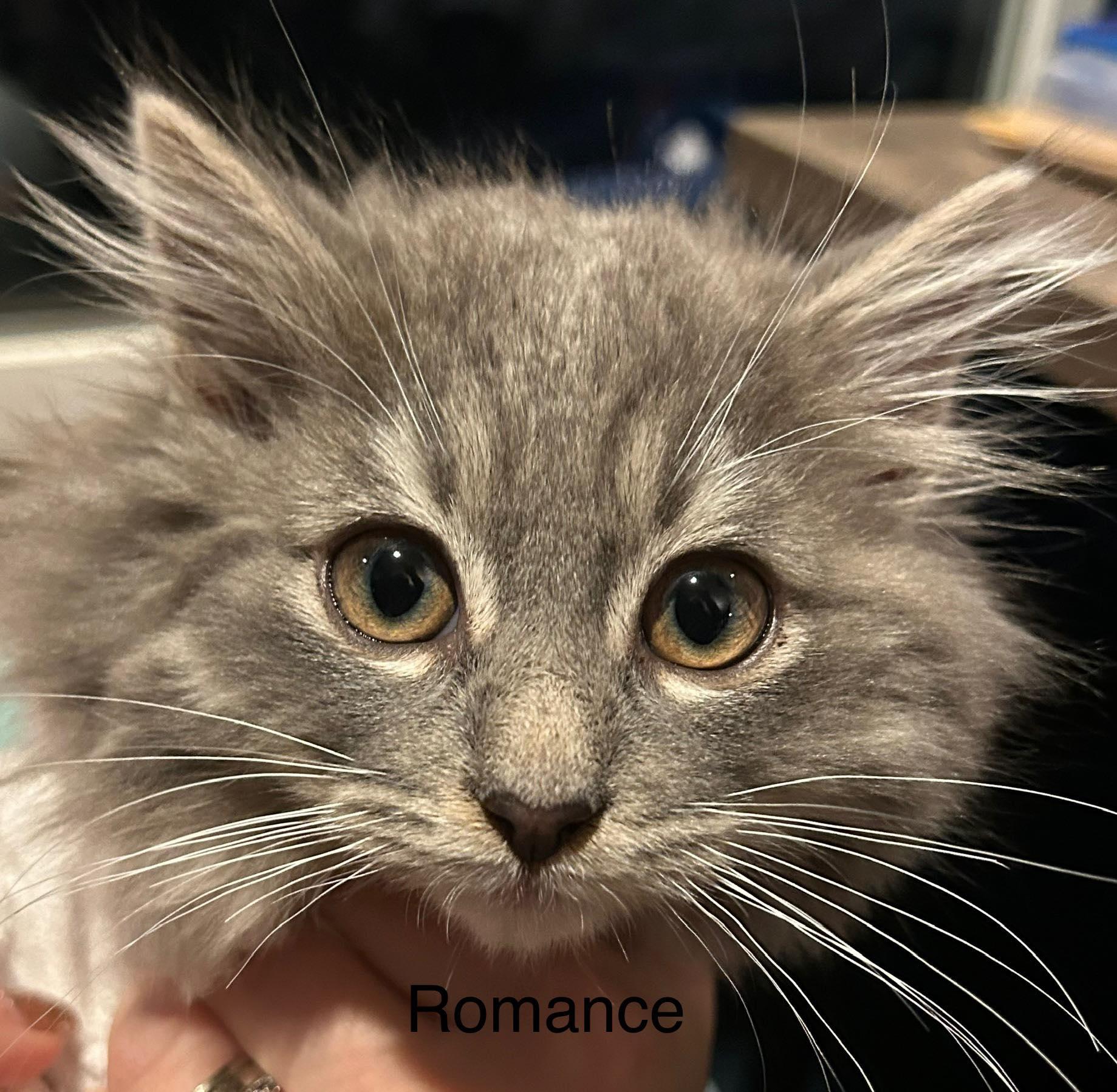 Enlarge THE KPOP LITTER: ROMANCE, MYSTERY AND ZOEY, a ADOPTABLE mixed breed in Campbell River, BC image 4/6