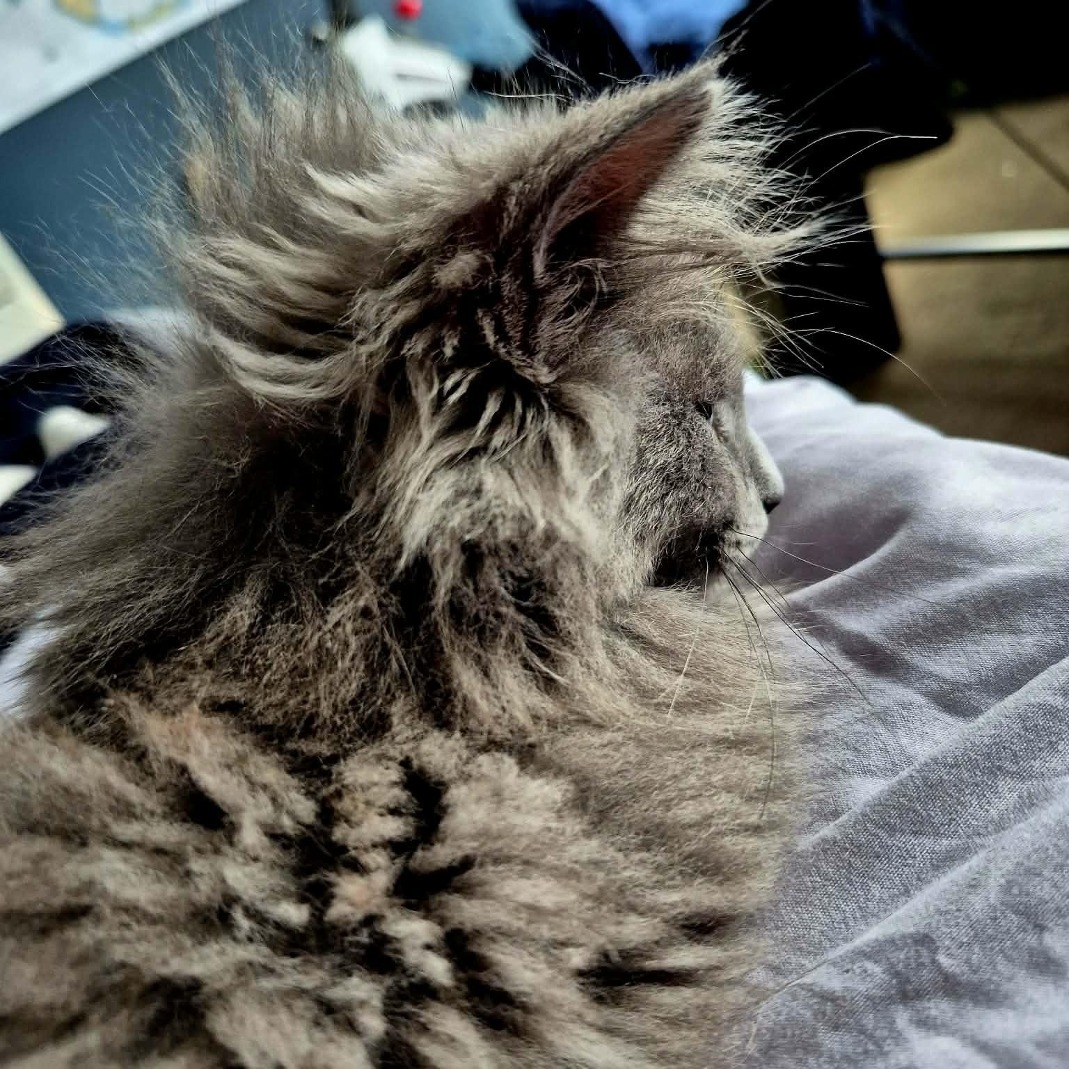 Enlarge MYSTERY (The KPop litter), an adoptable Domestic Long Hair in Campbell River, BC image 5/5