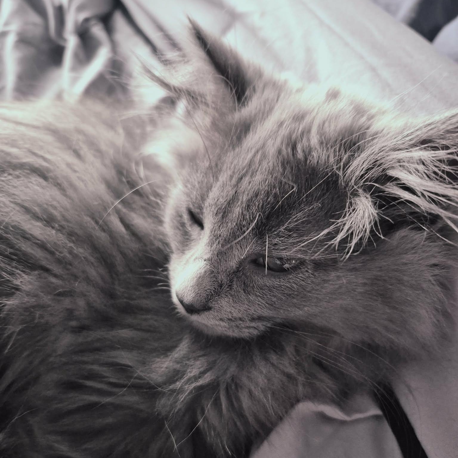 Enlarge MYSTERY (The KPop litter), an adoptable Domestic Long Hair in Campbell River, BC image 4/5