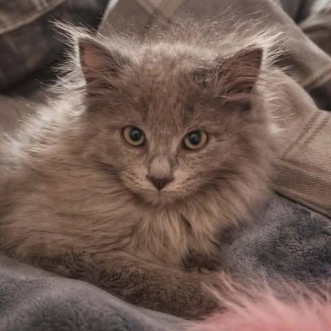 Enlarge MYSTERY (The KPop litter), an adoptable Domestic Long Hair in Campbell River, BC image 2/5
