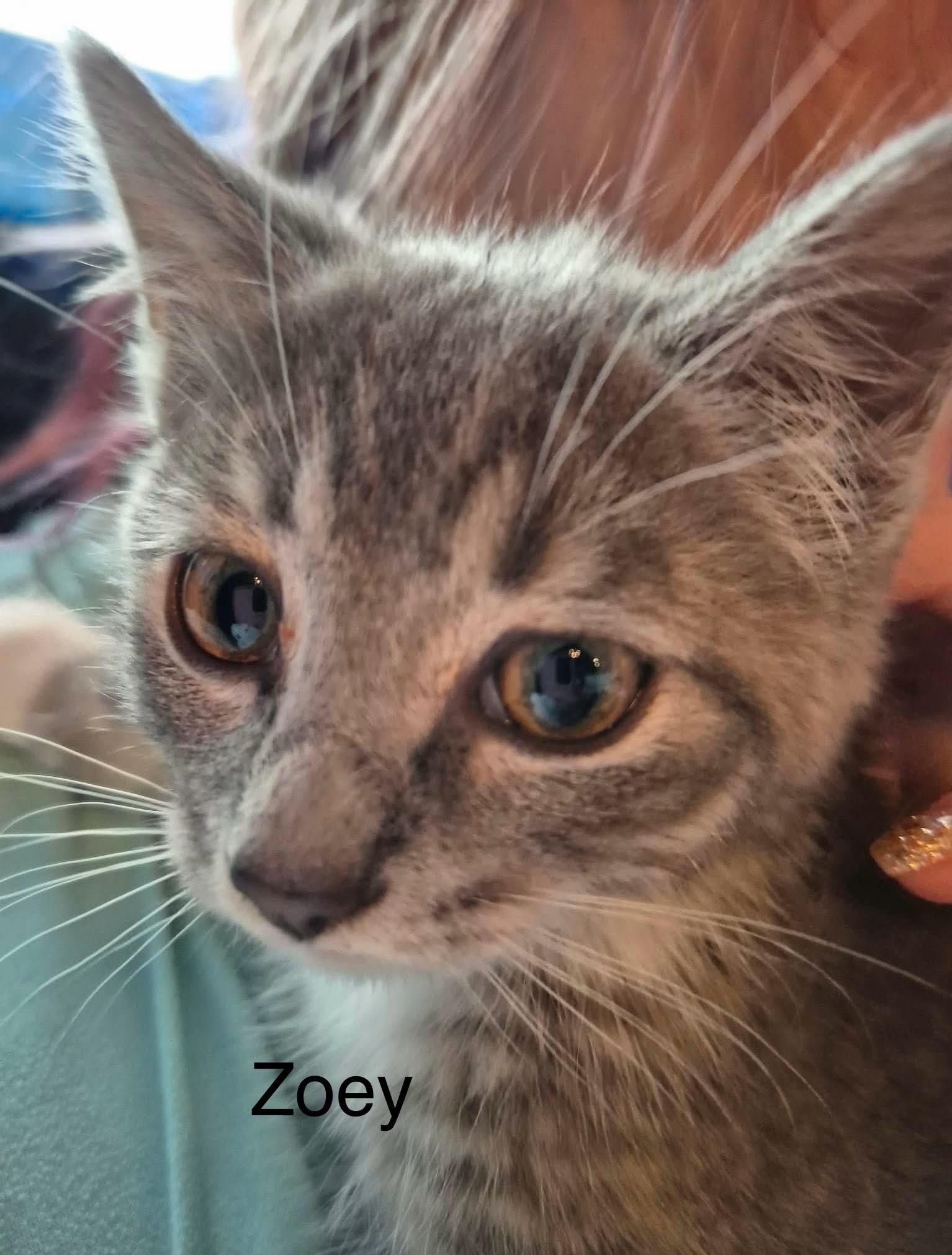 Enlarge THE KPOP LITTER: ROMANCE, MYSTERY AND ZOEY, a ADOPTABLE mixed breed in Campbell River, BC image 6/6