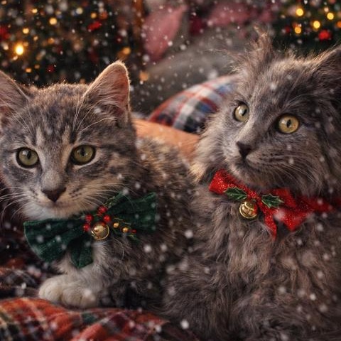 Enlarge THE KPOP LITTER: ROMANCE, MYSTERY AND ZOEY, a ADOPTABLE mixed breed in Campbell River, BC image 2/6