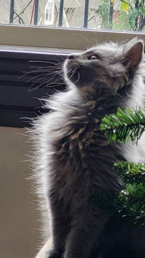 MYSTERY (The KPop litter), adoptable, Kitten Male Domestic Long Hair.