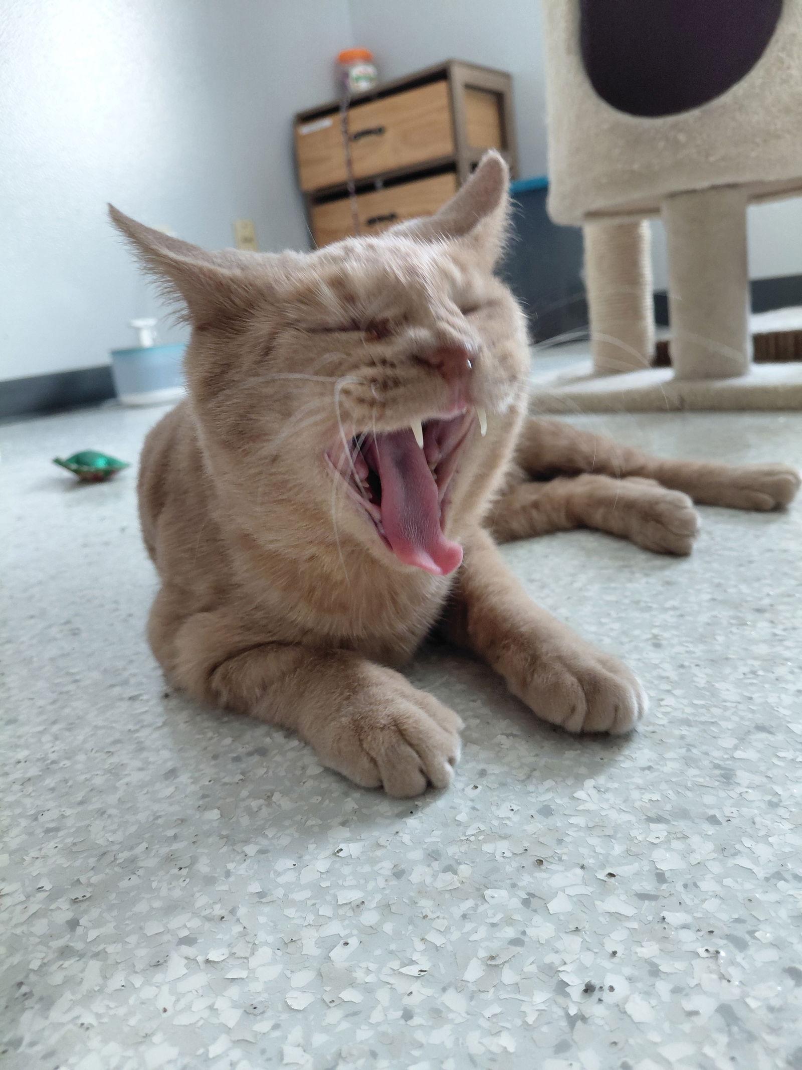 Abby, Adoptable, Adult Female Domestic Short Hair.