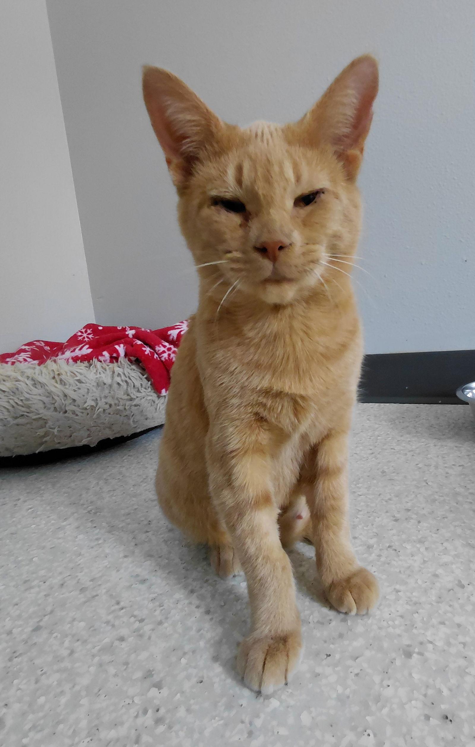 Enlarge Abby, a Adoptable Domestic Short Hair in Montello, WI image 3/3