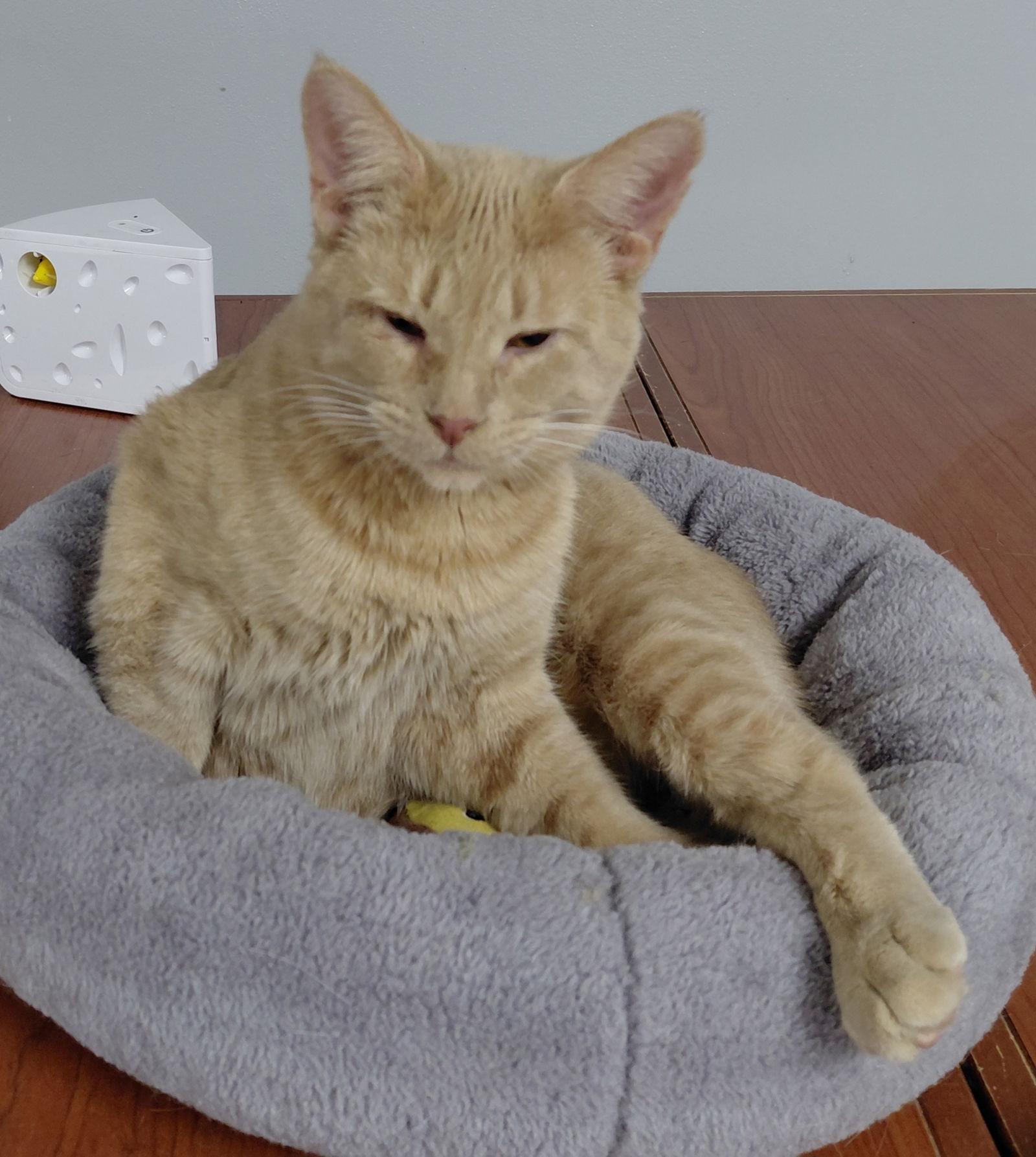 Enlarge Abby **Visually impaired**, a Adoptable Domestic Short Hair in Montello, WI image 3/3