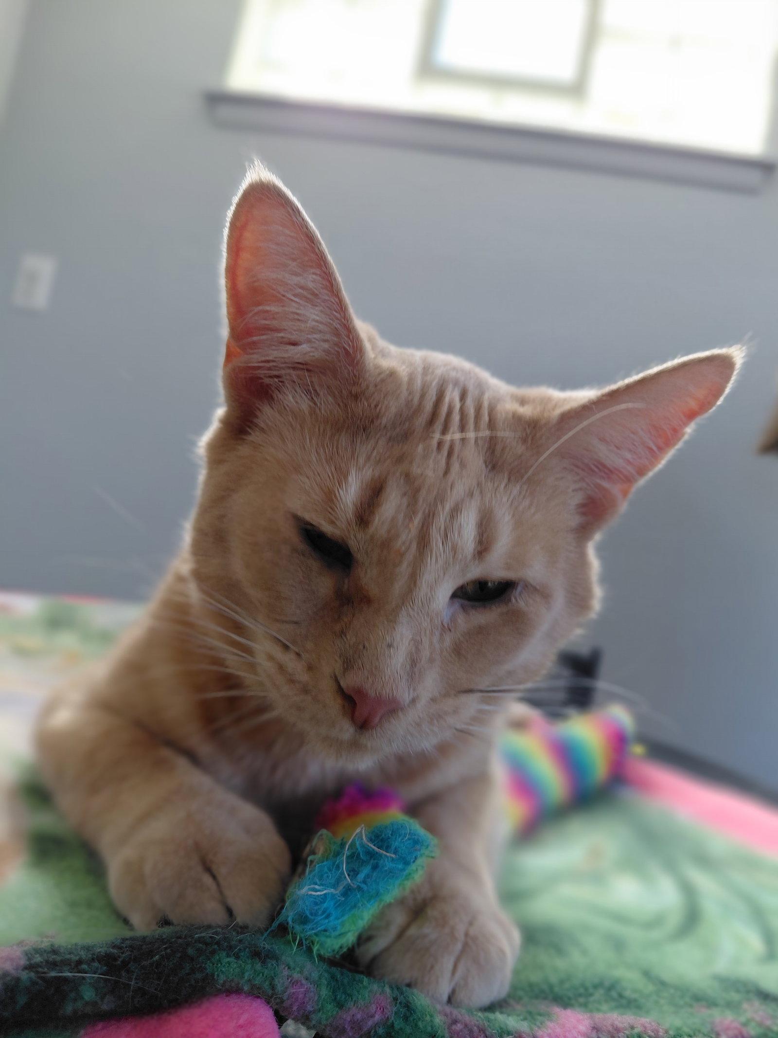 Abby **Visually impaired**, Adoptable, Adult Female Domestic Short Hair.