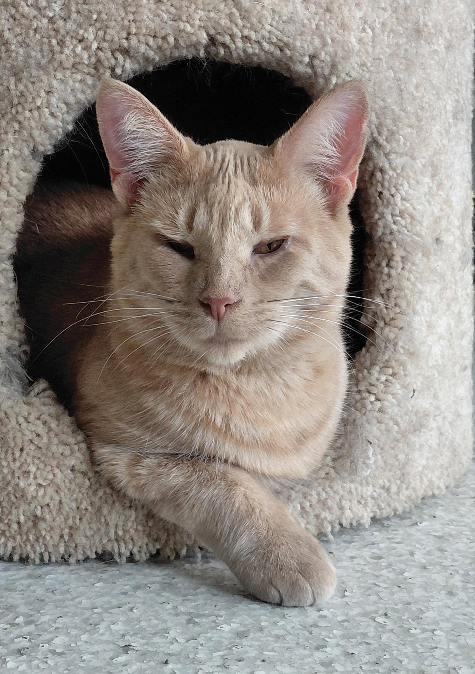 Enlarge Abby **Visually impaired**, a Adoptable Domestic Short Hair in Montello, WI image 2/3