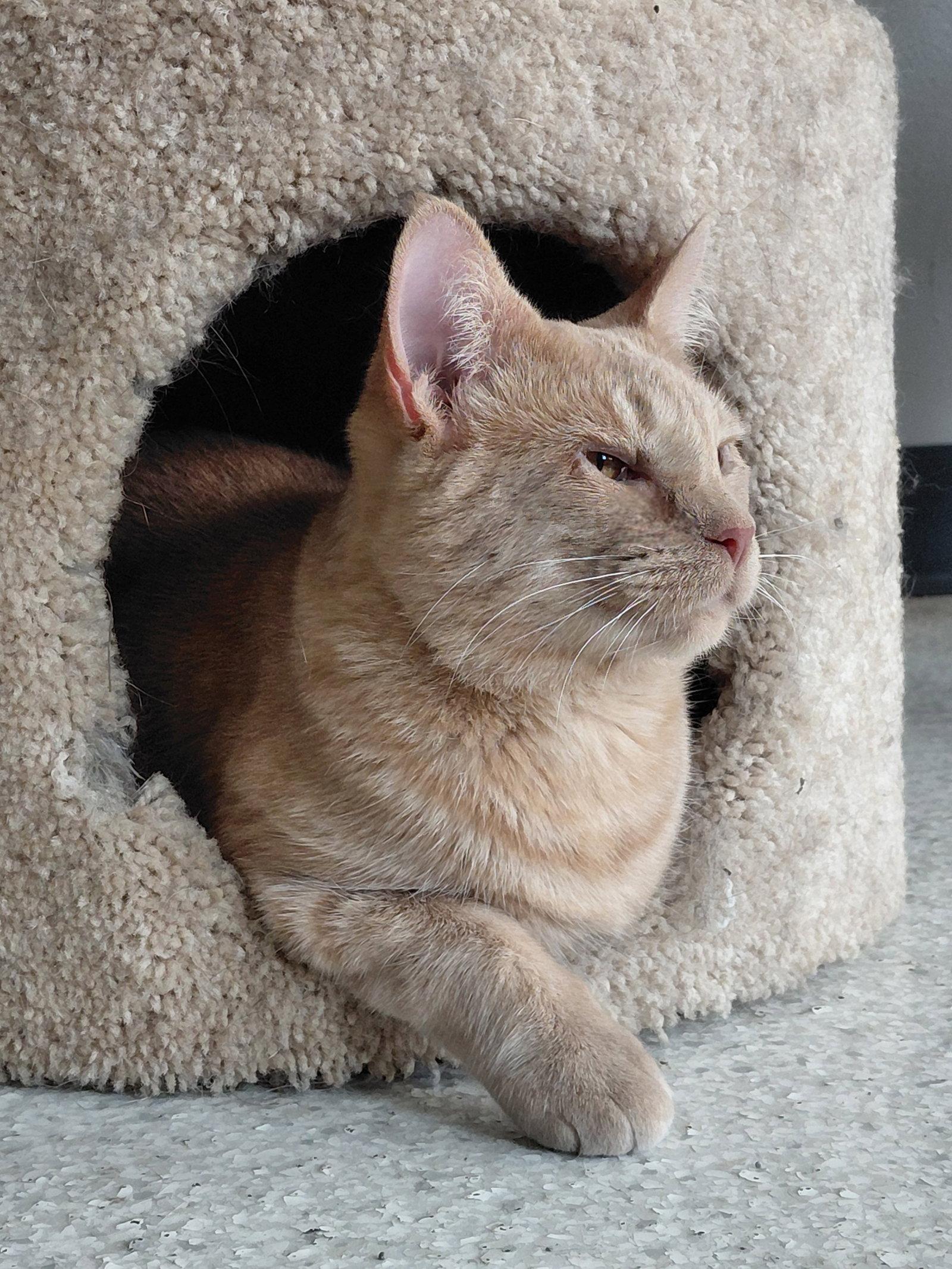 Enlarge Abby **Visually impaired**, a Adoptable Domestic Short Hair in Montello, WI image 3/3