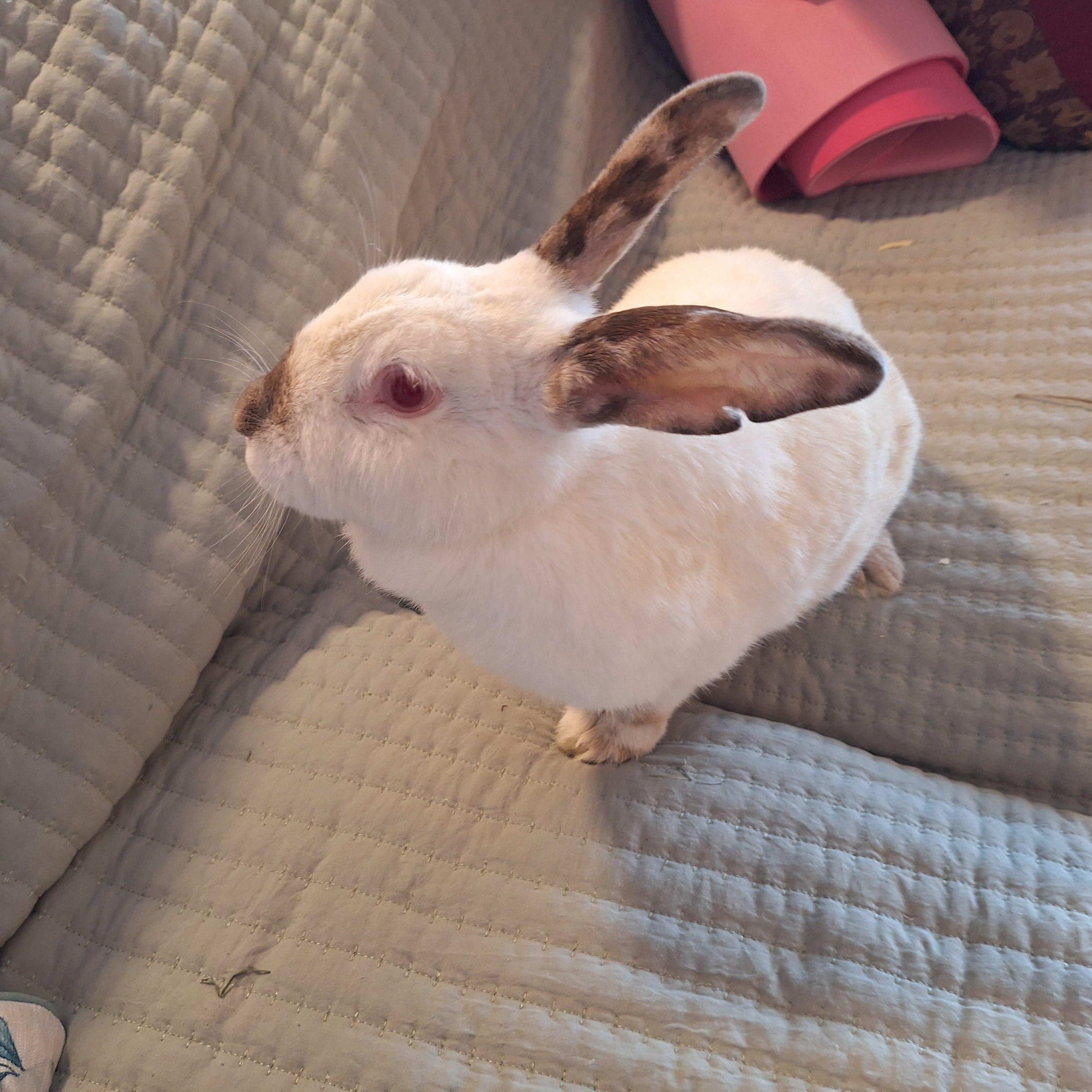 Enlarge ERIN, a Adoptable Californian in Forest Hills, NY image 2/6