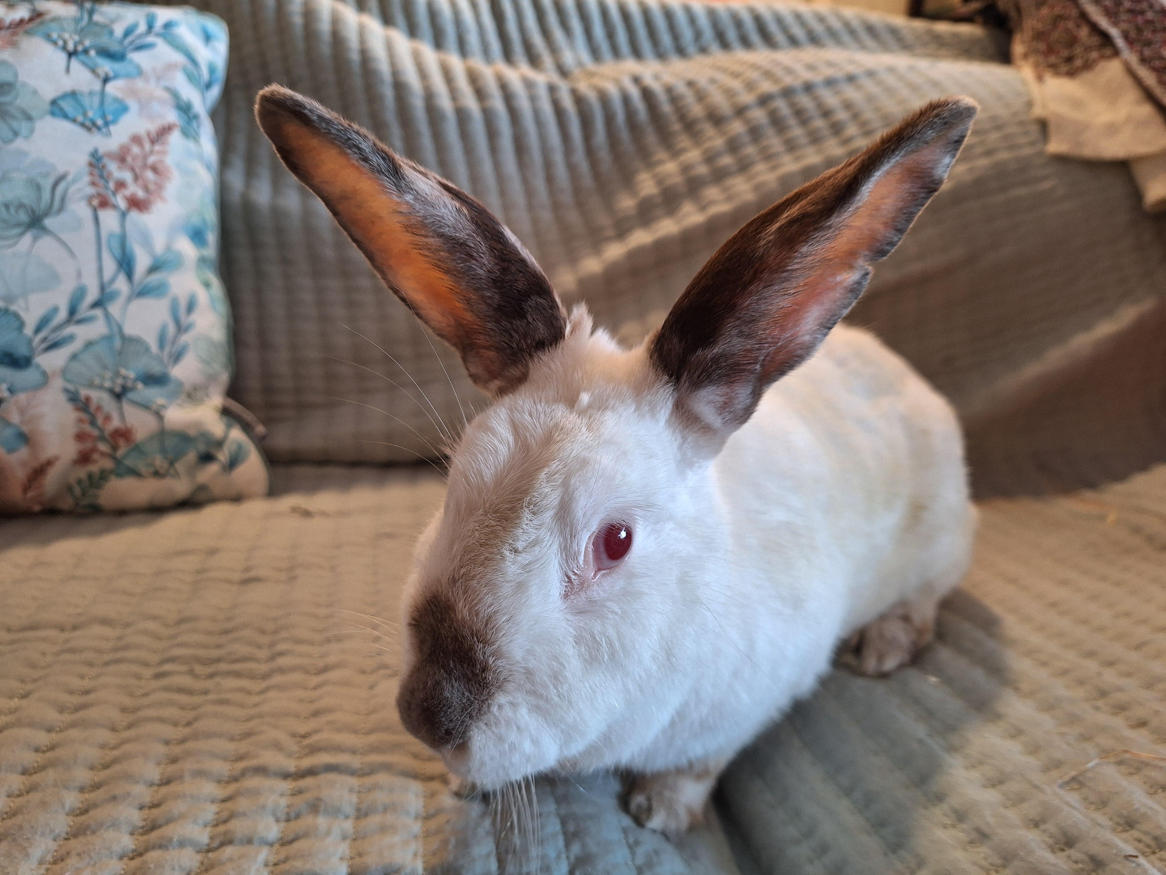 Enlarge ERIN, a Adoptable Californian in Forest Hills, NY image 5/6