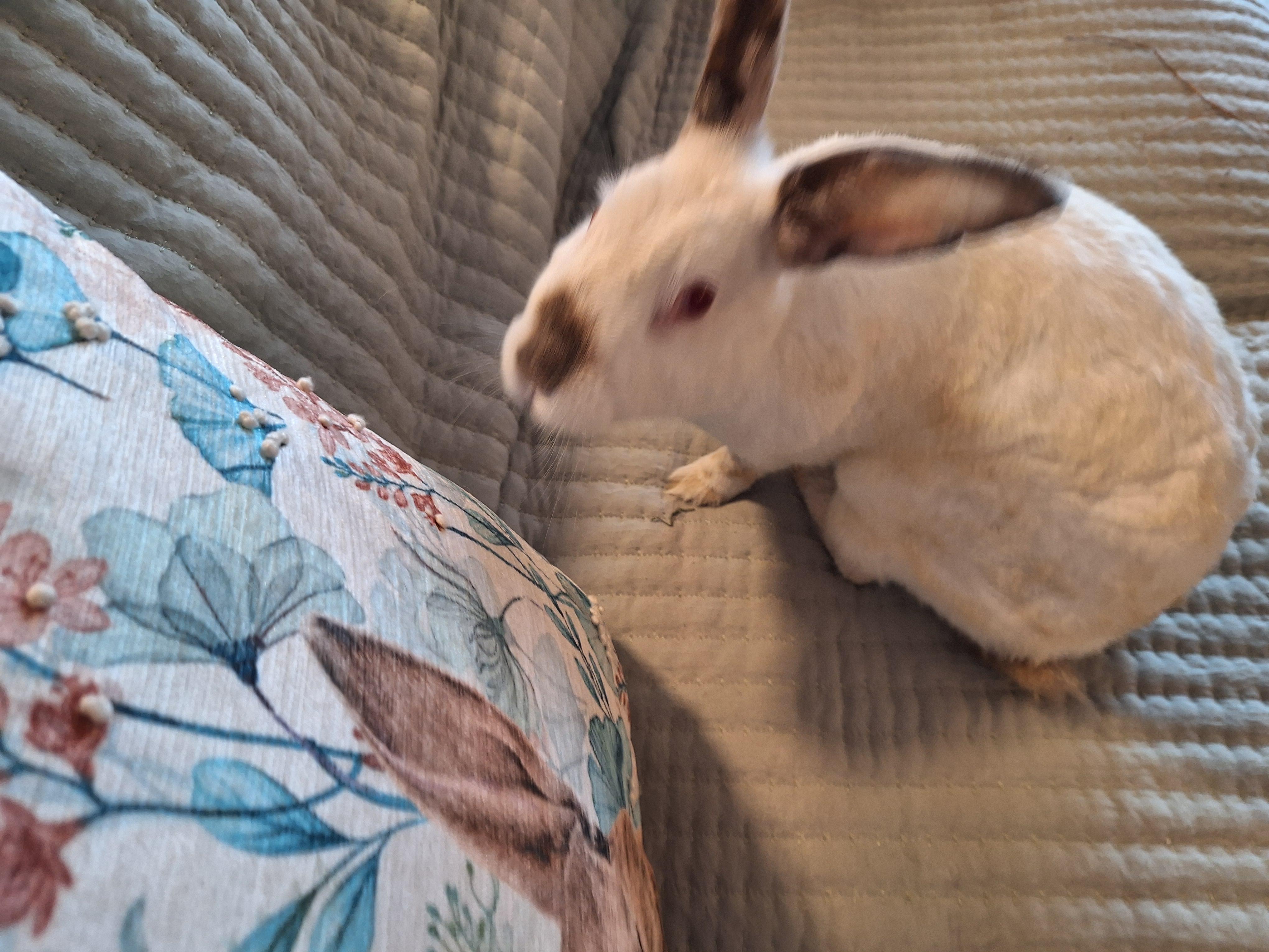Enlarge ERIN, a Adoptable Californian in Forest Hills, NY image 6/6