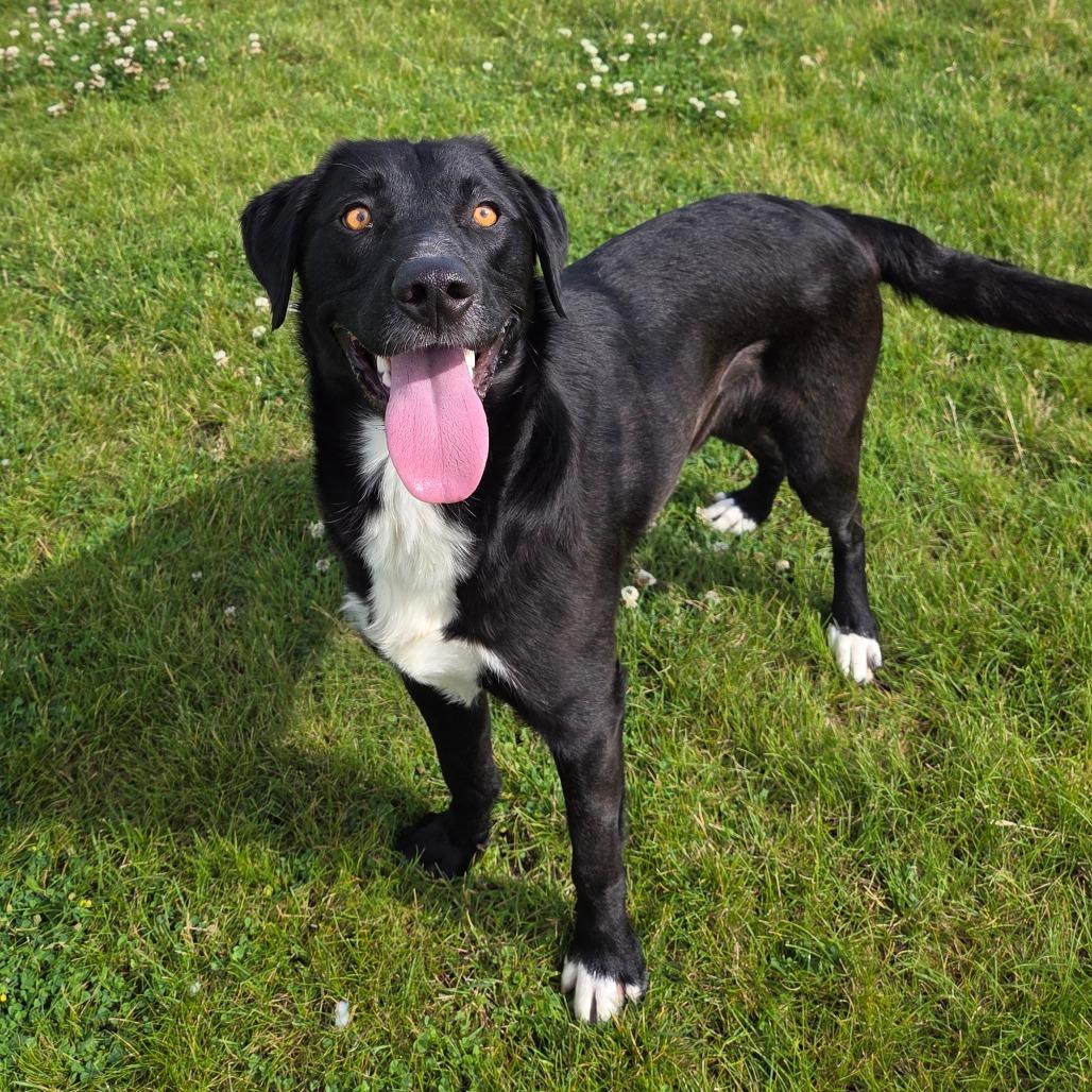 Fuego, Adoptable, Adult Male Border Collie & Mixed Breed.