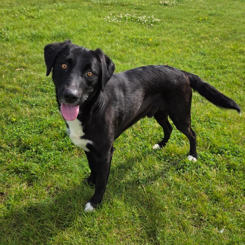 Fuego, a Adoptable mixed breed in Pontiac, IL image 2/6