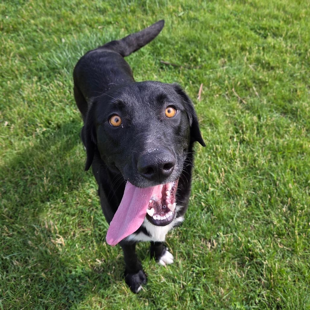Fuego, a Adoptable mixed breed in Pontiac, IL image 3/6