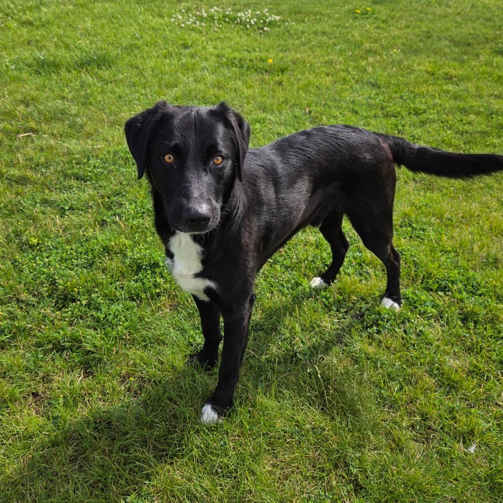 Fuego, a Adoptable mixed breed in Pontiac, IL image 4/6