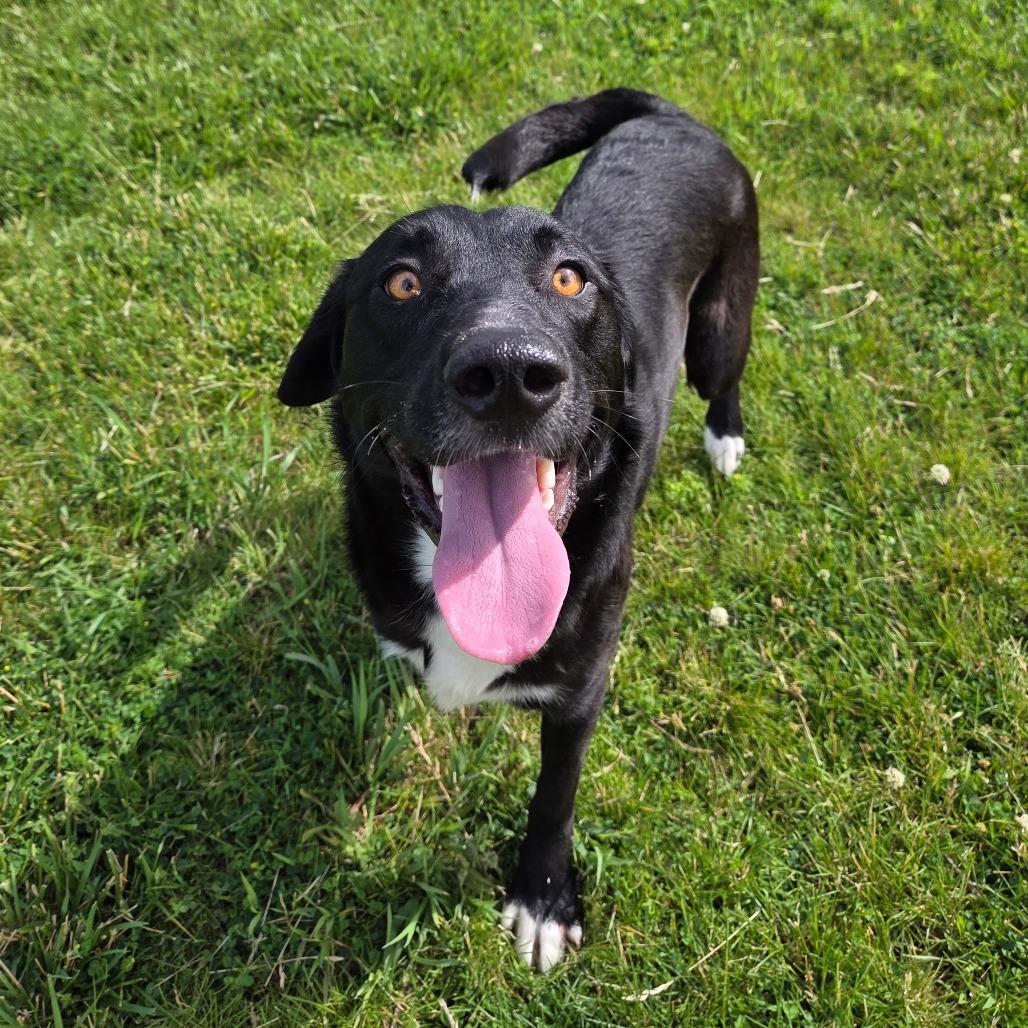 Fuego, a Adoptable mixed breed in Pontiac, IL image 5/6