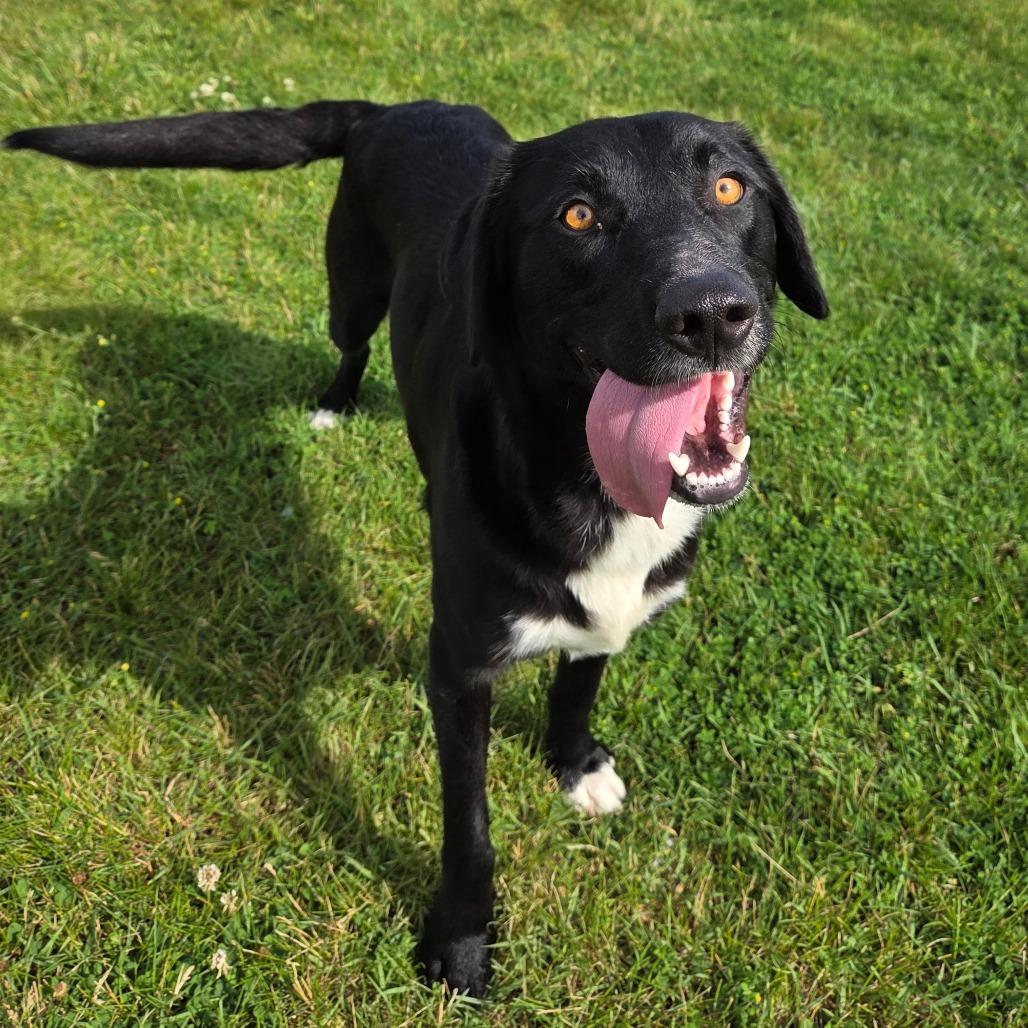 Fuego, a Adoptable mixed breed in Pontiac, IL image 6/6