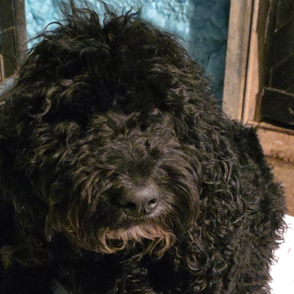 Marshal, Adoptable, Young Male Golden Retriever & Standard Poodle.